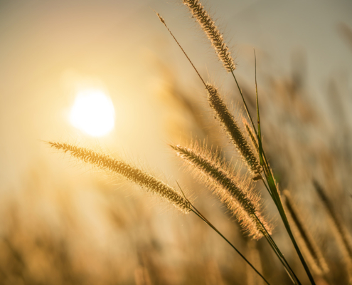 Achtsamkeit & Resilienz